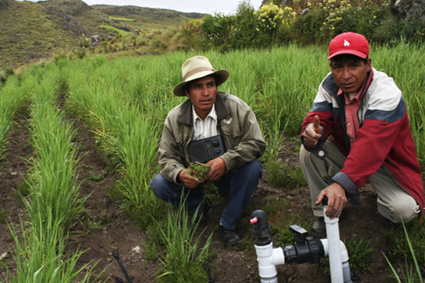 Proyecto servirá para darle mayor vegetación a la provincia de Apurímac (Foto difusión)