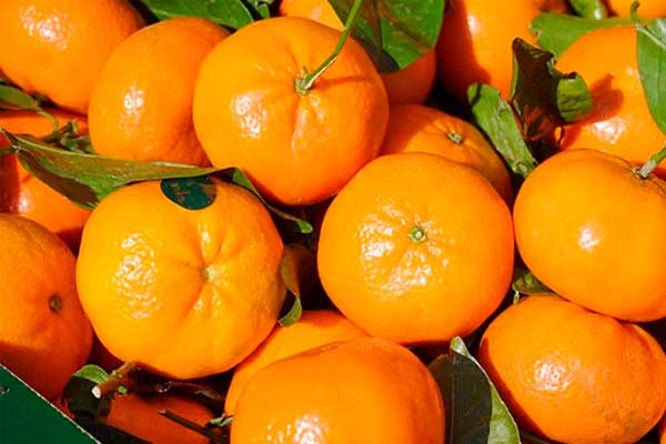 La mandarina hace mucho más que proporcionar un sabor agradable. 