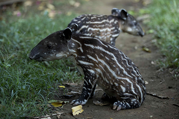 Fotografía de dos crías de Tapir o Danto (Tapirus bairdii) nacidas hoy en el Zoológico Nacional, en Managua (Nicaragua). (Foto: EFE/Jorge Torres)
