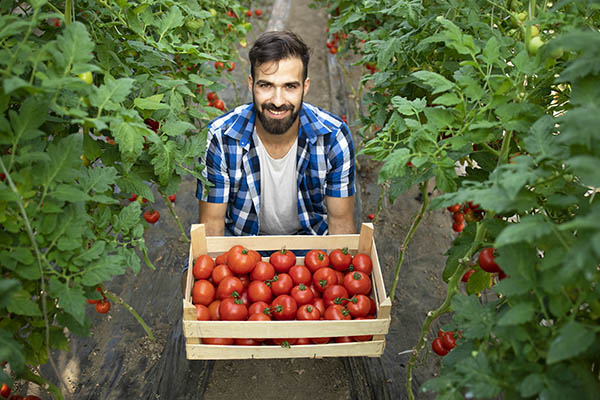 Young bearded farmer worker holding freshly harvested tomatoes in the garden.